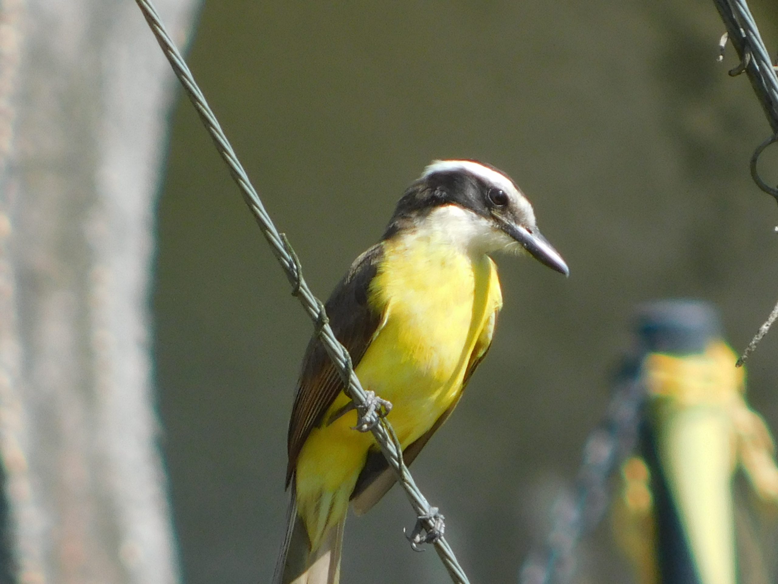 Our Public Commitment to Environment, Social and Governance (ESG) is being a participant with the United Nations Global Compact (UNGC)